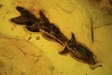Detailed Fossil Conifer Twig (Pinales) In Baltic Amber #109446-1